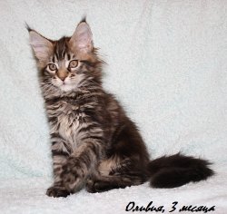 Оливия, 3 месяца